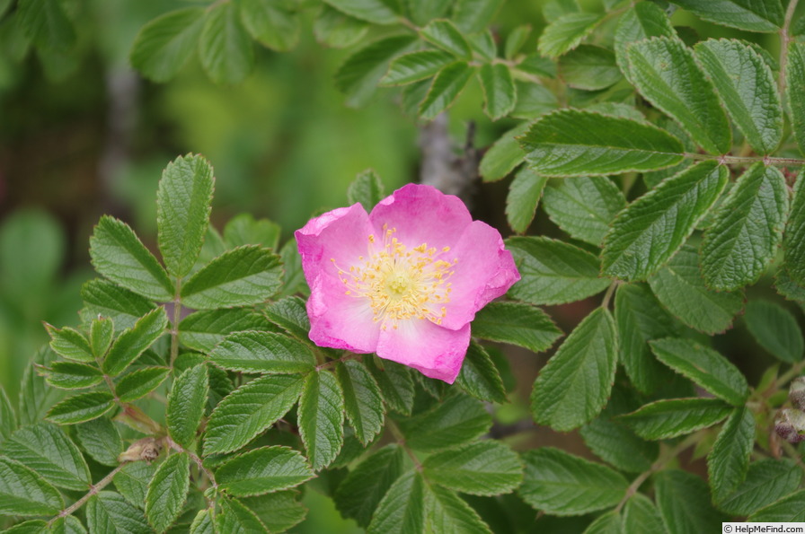 'Iwara' rose photo