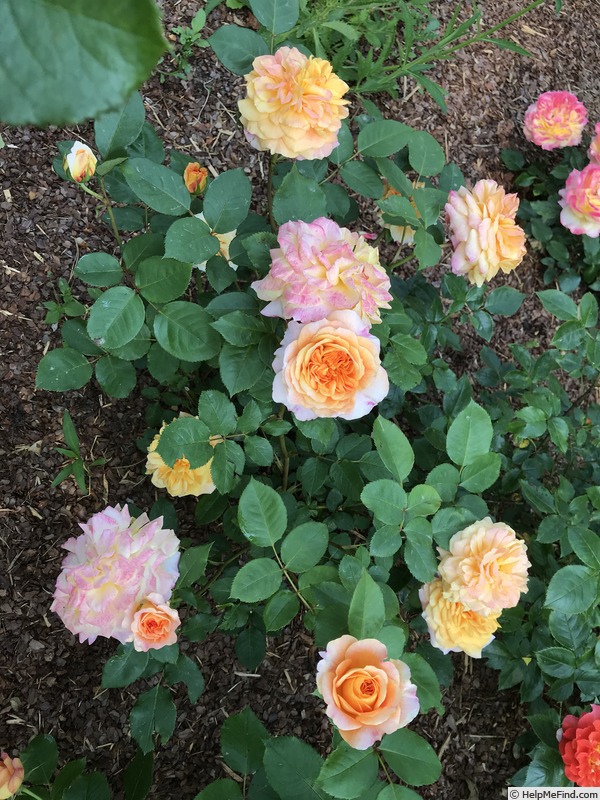 'Schöne Westerwälderin  ®' rose, click to enlarge 'Schöne Westerwälderin  ®' rose photo