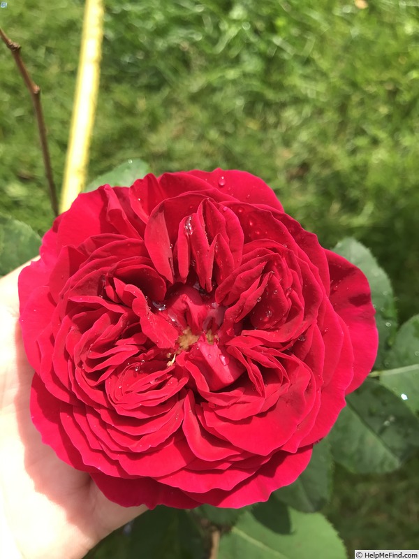 'Darcey' rose photo