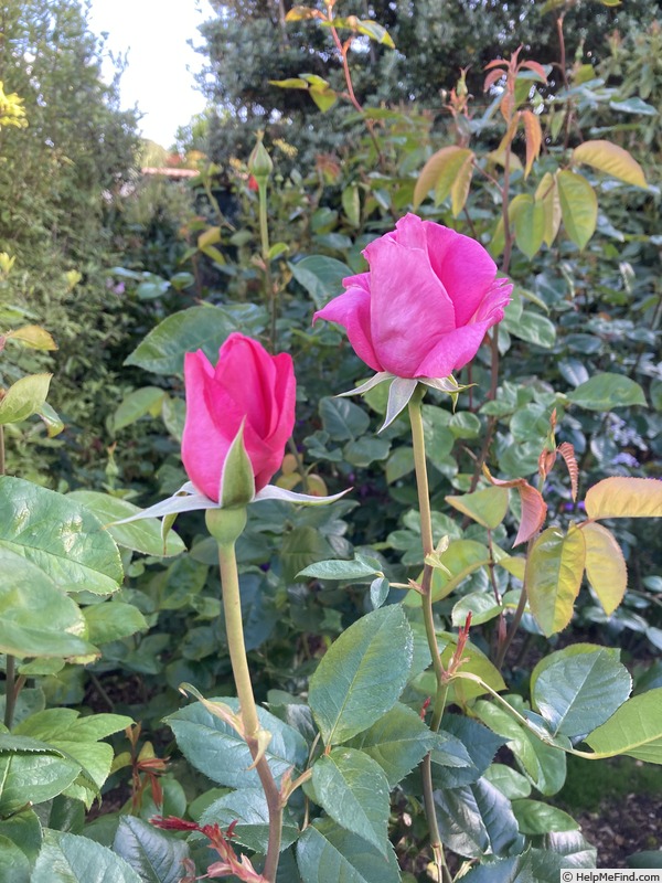 'BMAB13' rose photo