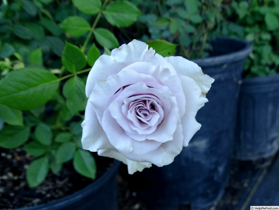 'Silvery Light ®' rose photo