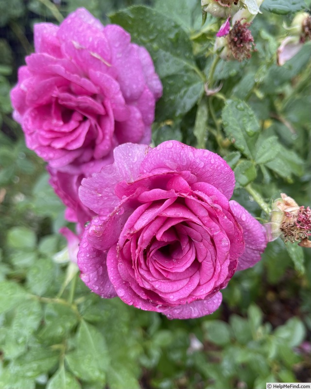 'Sweet Madame Blue ™' rose photo