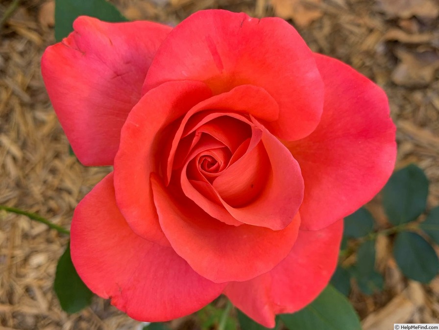 'Ring of Fire ™ (hybrid tea, Greenwood 2007)' rose photo