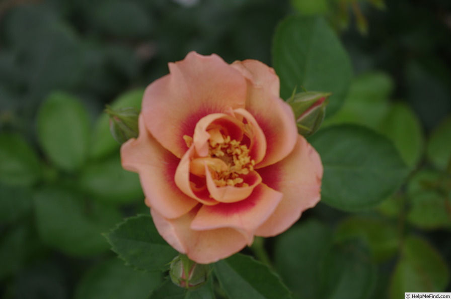 'Eyeconic Honey Lemonade' rose photo