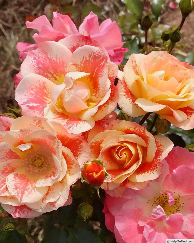 'Lady Adrianna' rose photo