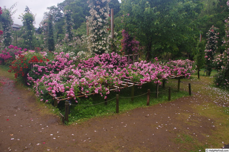 'Raubritter (Shrub, Kordes, 1936)' rose photo