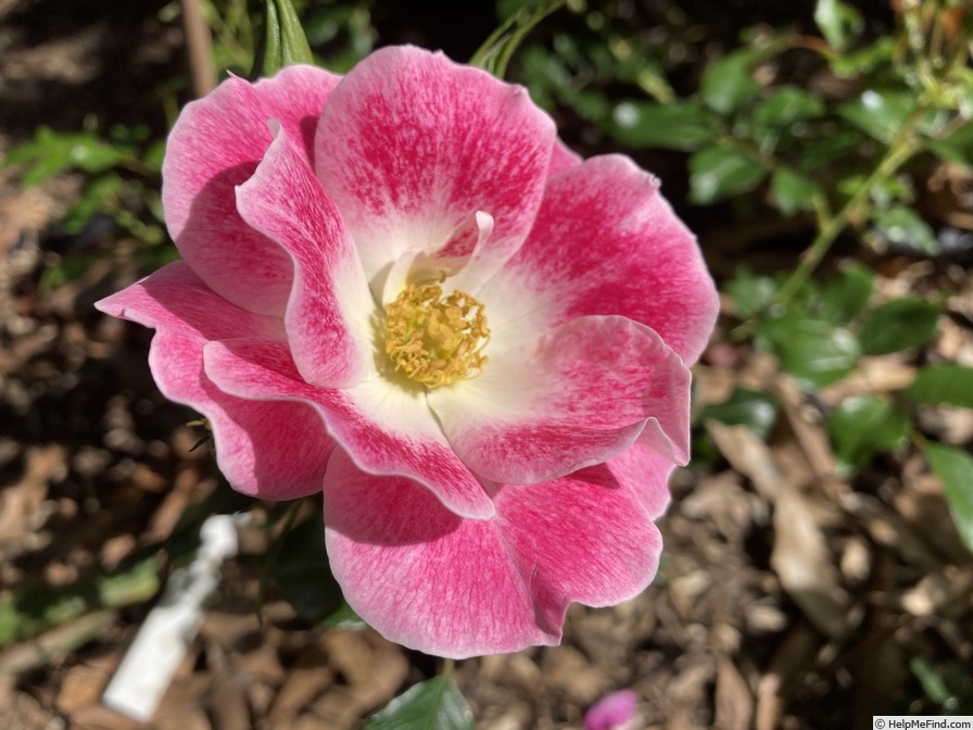 'Picotee (patio, Somerfield, 2009)' rose photo