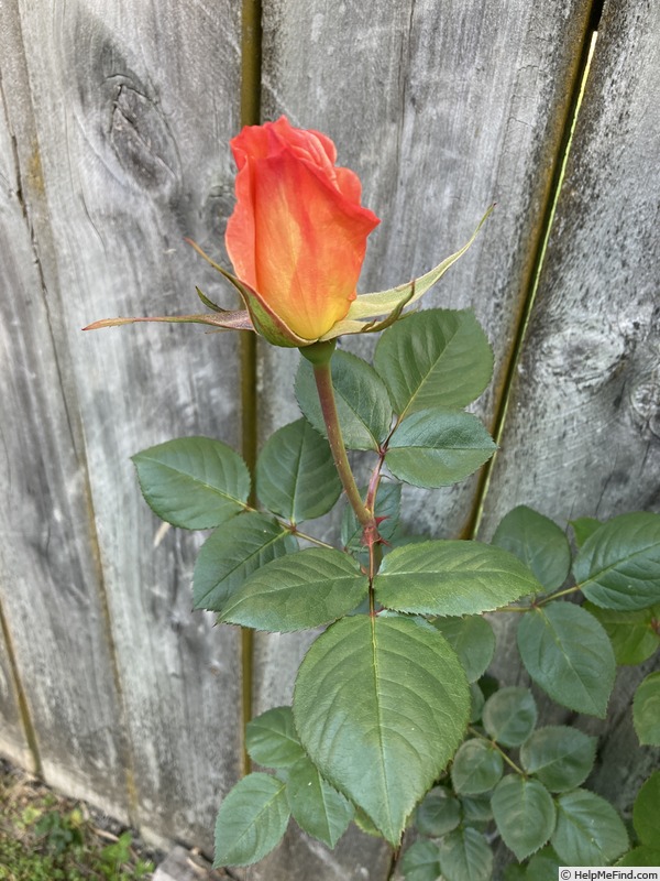 'VORH16-DC' rose photo