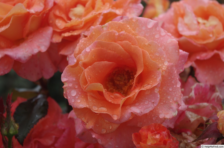 'Königin Beatrix ®' rose photo