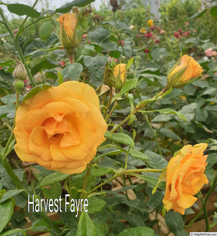 'Harvest Fayre' rose photo