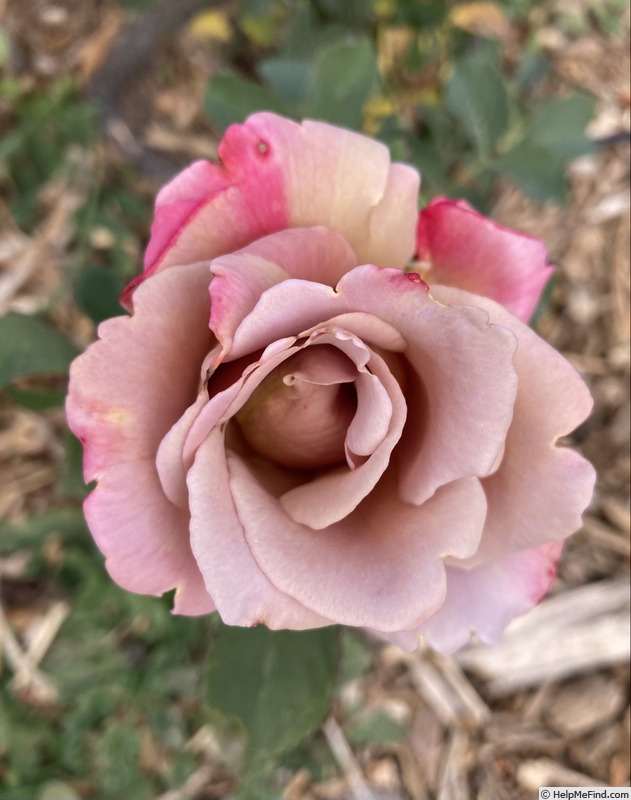'Connie's Sandstorm' rose photo
