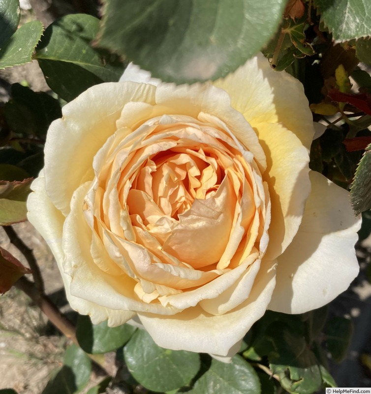 'Bella di Todi ®' rose photo