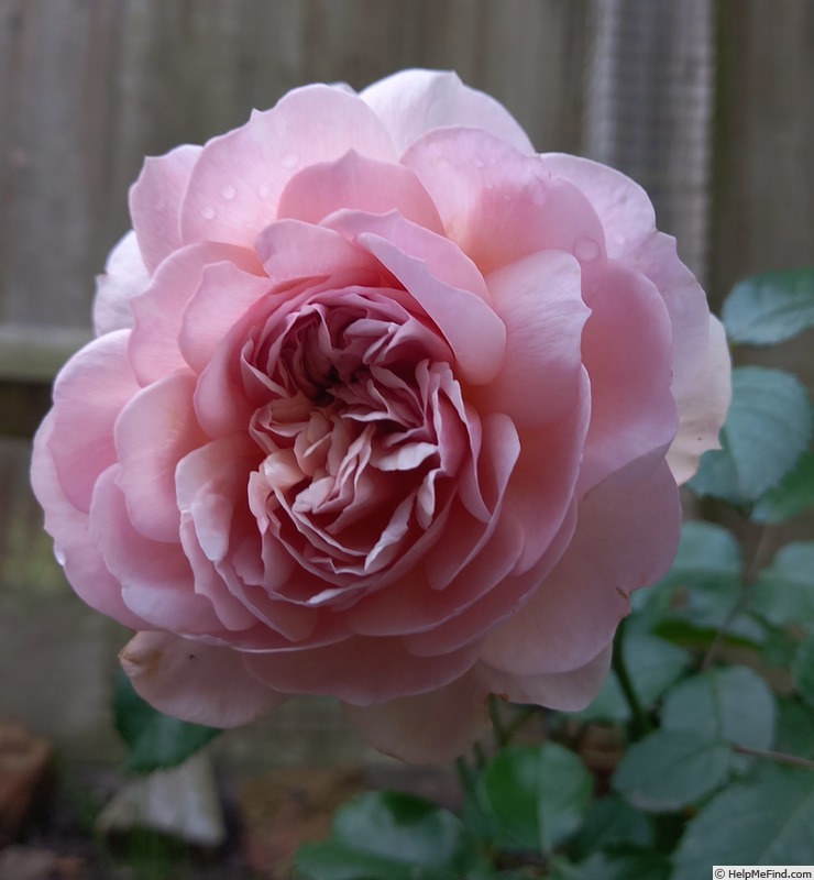 'Emily Brontë' rose photo