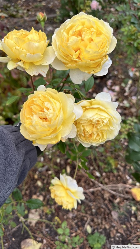 'The Poet's Wife ™' rose photo