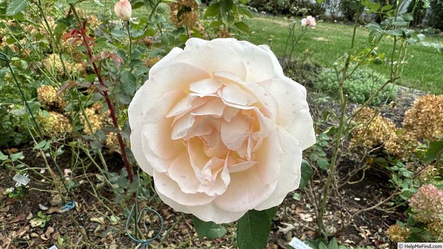 'Sans Souci ® (floribunda, Barni, 1995)' rose photo