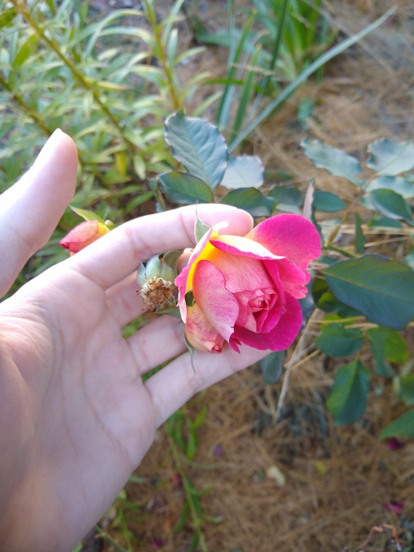 'PLGR' rose photo