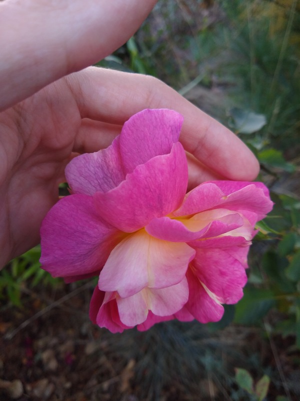 'PLGR' rose photo