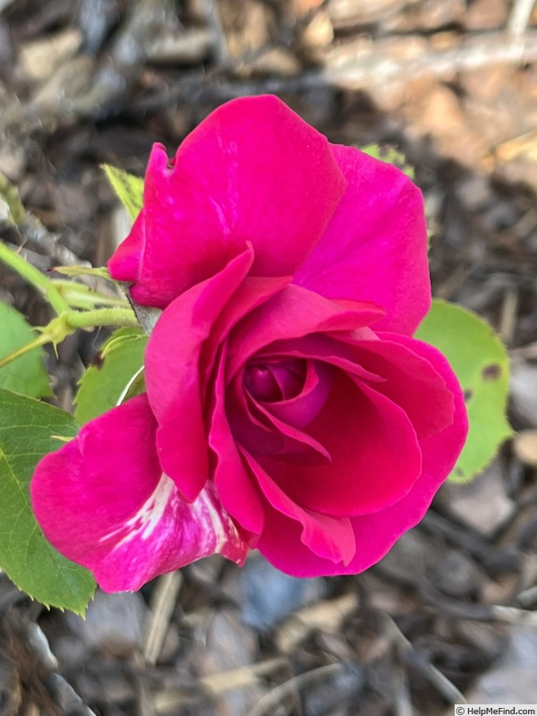 'Princess Elise ™' rose photo