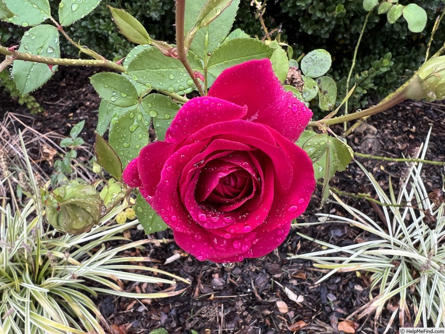 'Princess Elise ™' rose photo