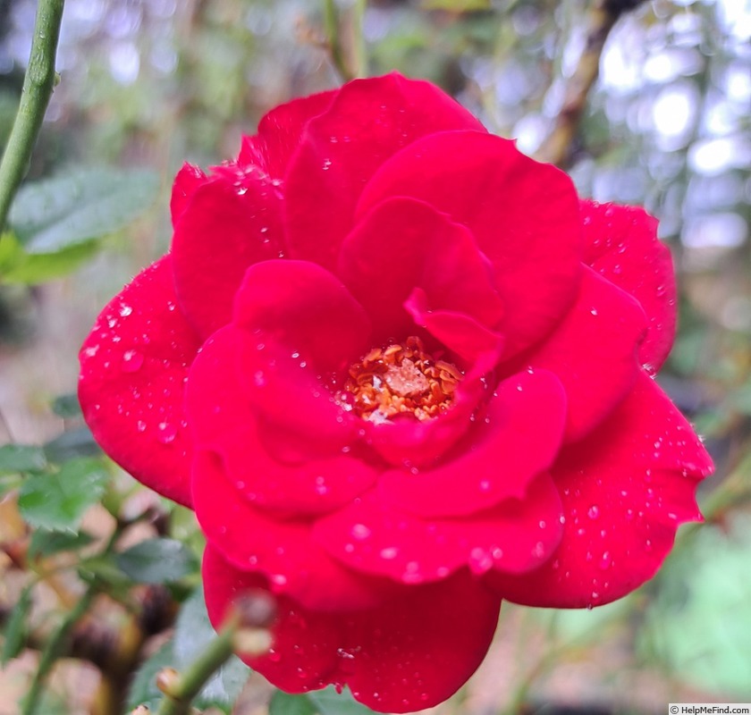 'Ruby Ruby ™' rose photo