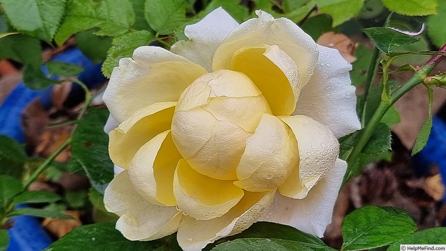 'My Girl (hybrid tea, Evers/Tantau, 2000/06)' rose photo