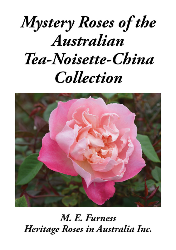 'Mystery Roses of the Australian Tea-Noisette-China Collection'  photo