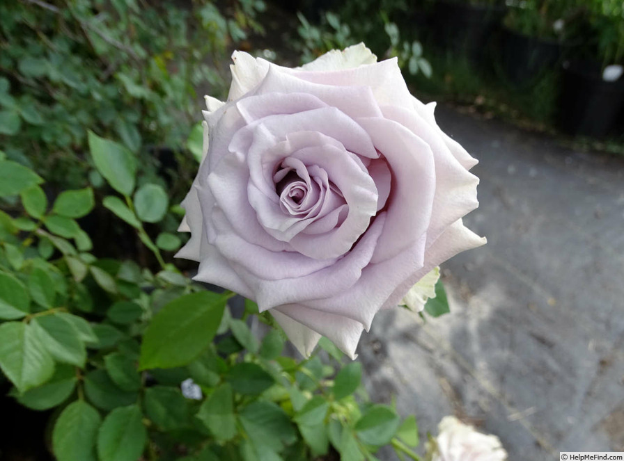 'Silvery Light ®' rose photo