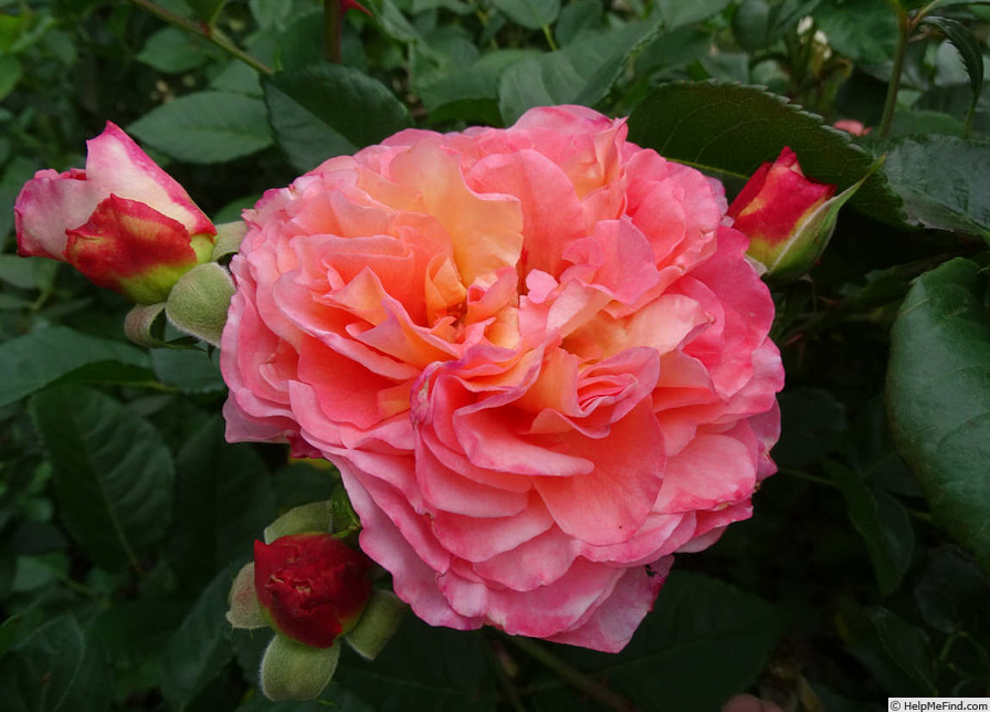 'Augusta Luise ® (Hybrid Tea, Evers, 1999)' rose photo