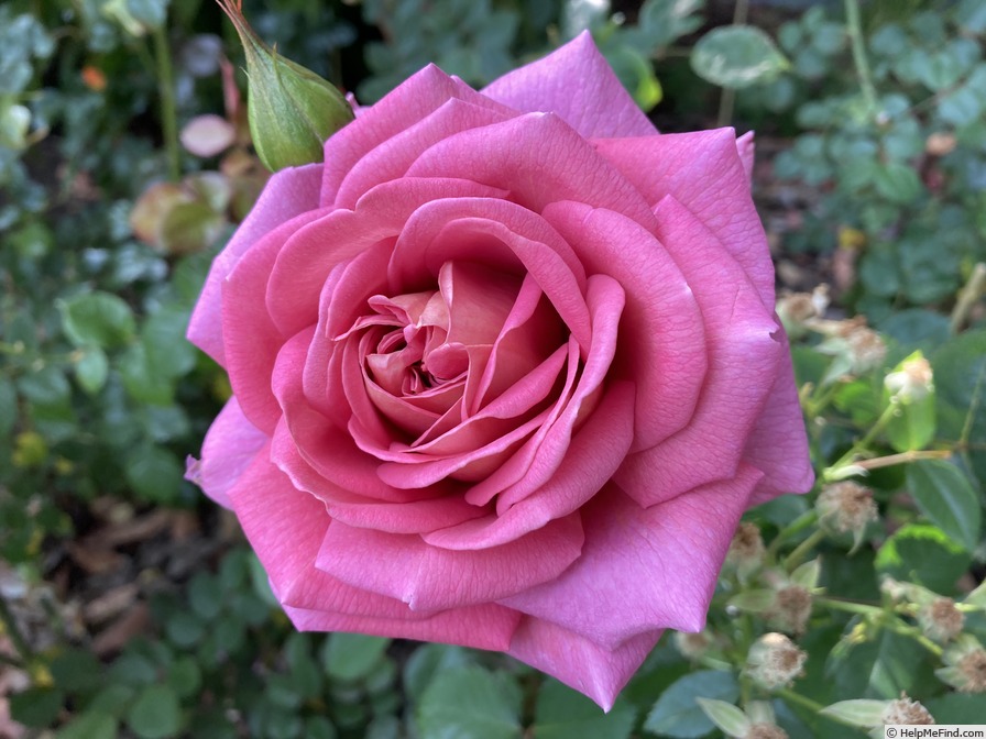 'SBPAK16' rose photo