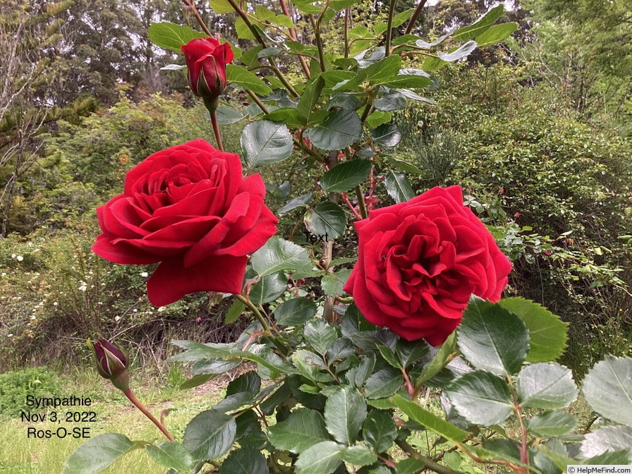 'Sympathie ®' rose photo