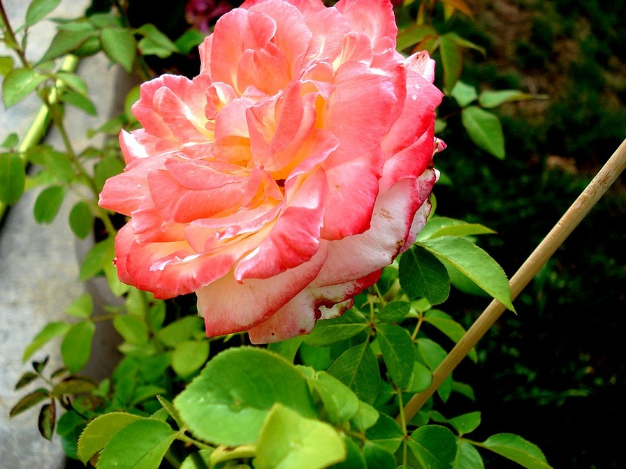 'Robert Hossein' rose photo