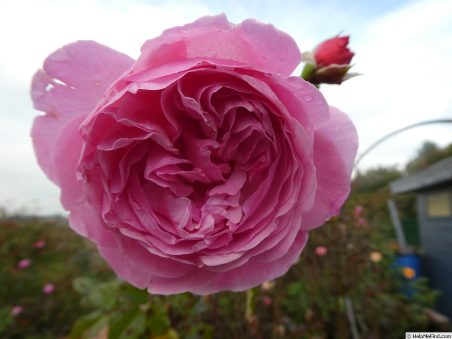 'Kölner Flora ®' rose photo