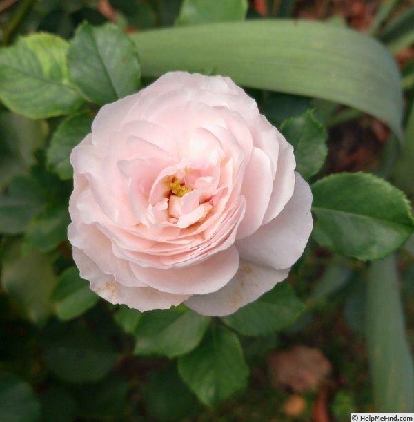 'Boule de Neige (bourbon, Lacharme, 1867)' rose photo