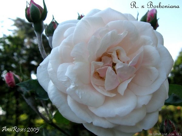 '<i>Rosa borboniana</i> Desp.' rose photo
