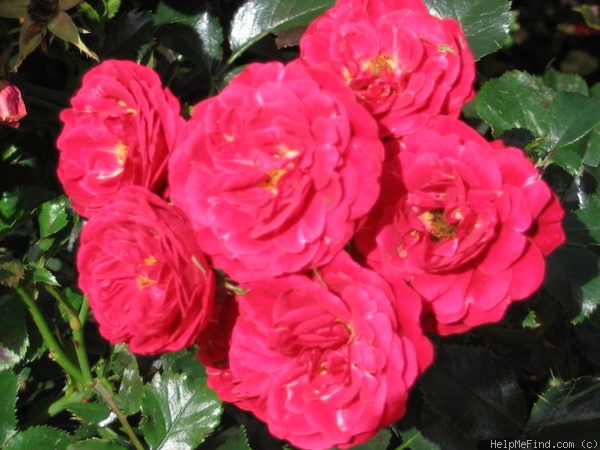 'Dacapo (floribunda, De Ruiter, 1960)' rose photo