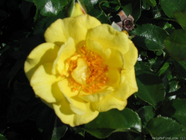 'Gelber Engel ®' rose photo