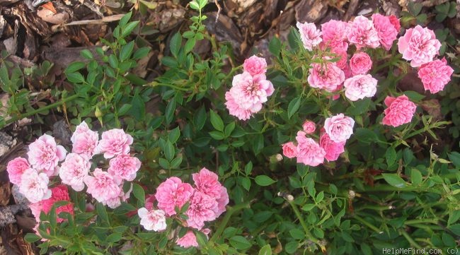 'Little Pinkie' rose photo