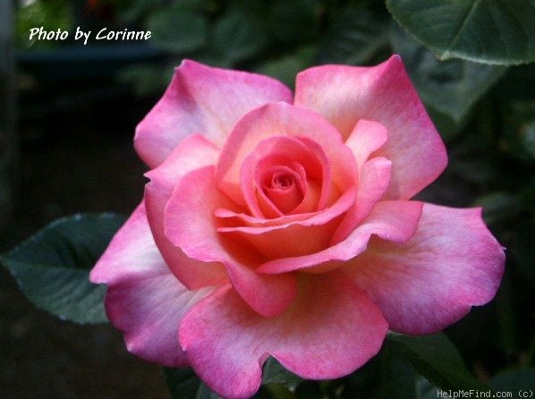 'André Eve ®' rose photo