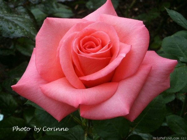 'Awareness' rose photo