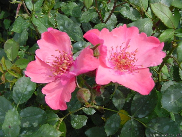 'Hanseat' rose, click to enlarge 'Hanseat' rose photo