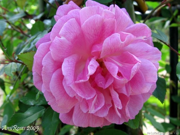'Bengale Gontier' rose photo
