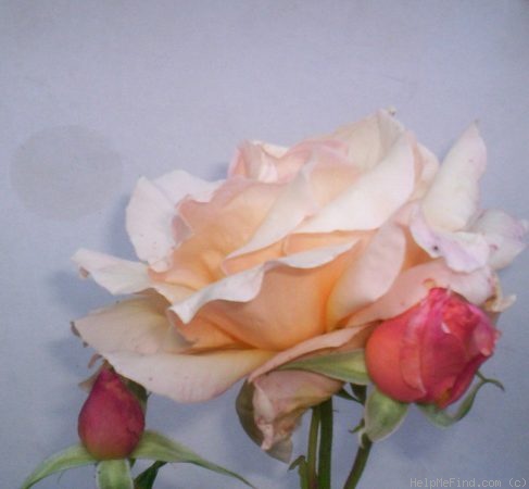 'Medallion ®' rose photo