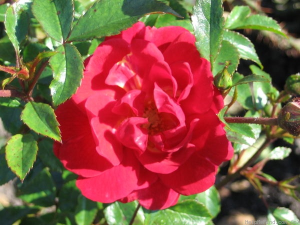 'Heidekind (shrub, Berger, 1931)' rose photo
