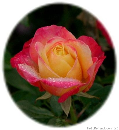 'French Perfume' rose photo