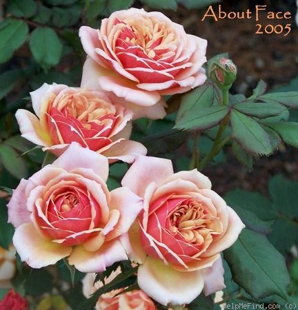 'About Face ™' rose photo