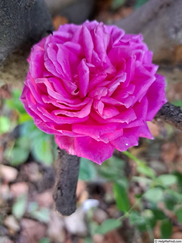 'Claire Marshall' rose, click to enlarge 'Claire Marshall' rose photo