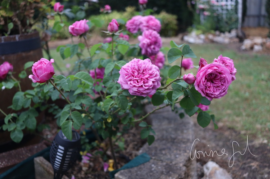'Deane Ross' rose photo