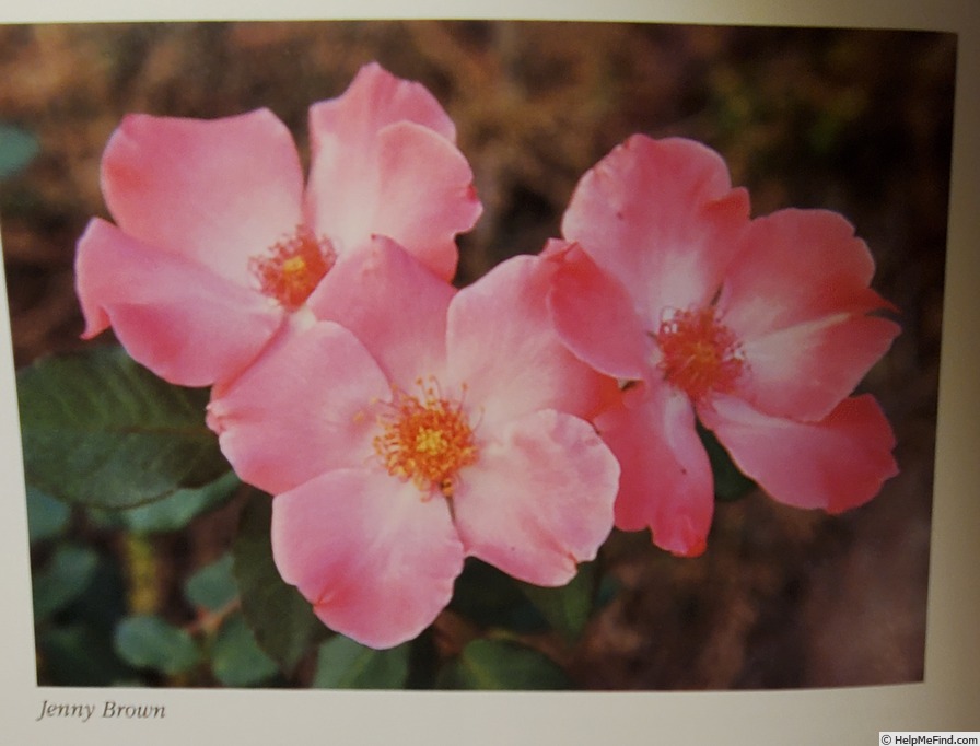 'Jenny Brown' rose photo