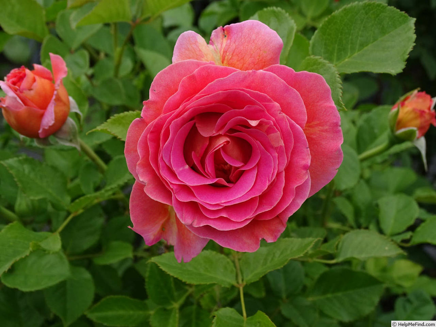 'Emma Haftl' rose photo