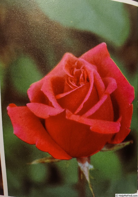 'Norman Hartnell' rose photo